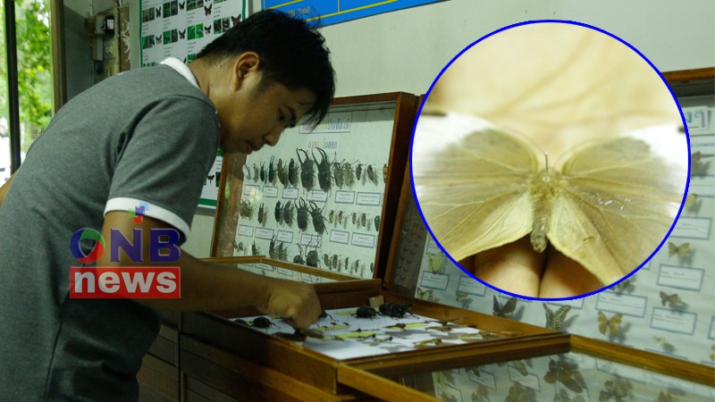 "นักแมลงวิทยาเฮ" เจอผีเสื้อหายากสุดในโลก กลางป่าลึก จ.จันทบุรี (ชมภาพ)