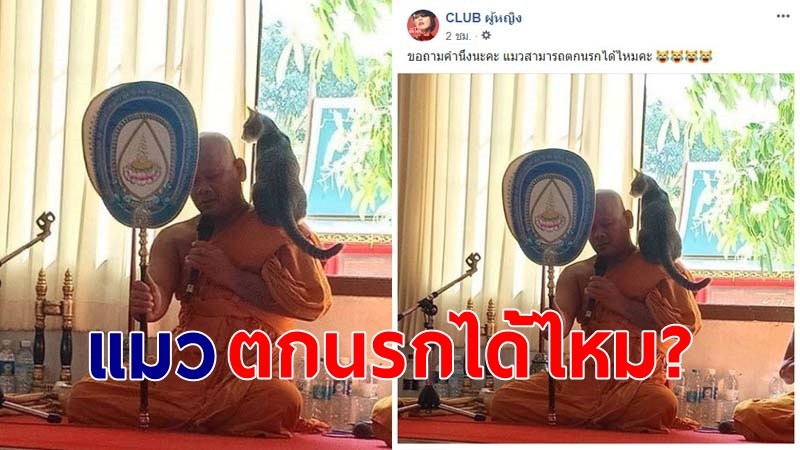 "เจ้าเหมียว" แสนซน โดดไปนั่งบนบ่าพระสงฆ์ ขณะกำลังสวดมนต์