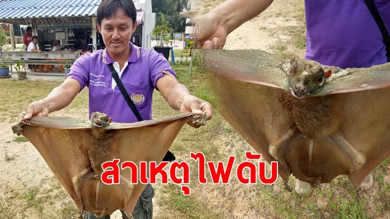 หนุ่มโพสต์สาเหตุไฟดับ พบสัตว์หายากโดนไฟช็อต