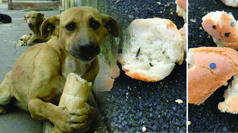 น่าสงสารน้อง แชร์ว่อน ภาพสุนัขแทะขนมปัง ที่มนุษย์มอบให้ เจ็บปวดหัวใจมาก