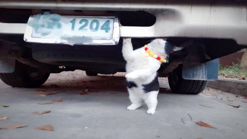 "เจ้าวัวนม" แมวน้อย สุดน่ารัก ยืนเกาะป้ายทะเบียนรถ แฟนคลับแห่ซื้อ เชื่องวดนี้มาแน่