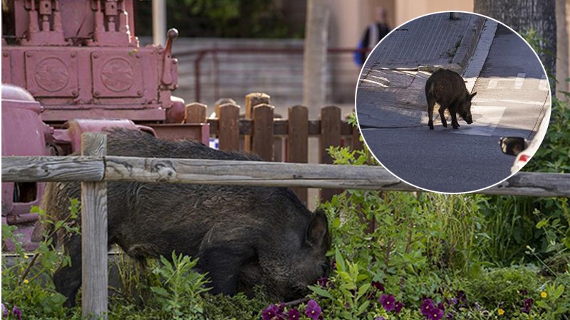 เผยภาพ!! "หมูป่า" โผล่เดินเล่นกลางบาร์เซโลนา ทอดยาวไปบนถนนท่ามบรรยากาศเงียบเหงา