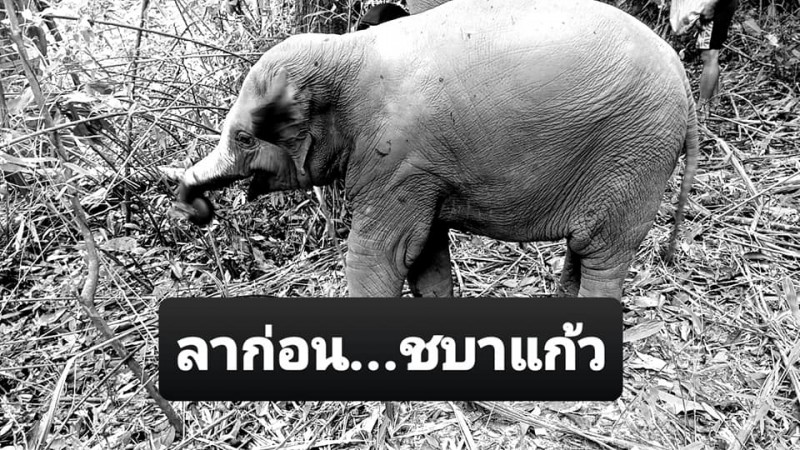 "ชบาแก้ว" ลูกช้างป่าขวัญใจโซเชียล เสียชีวิตกระทันหัน
