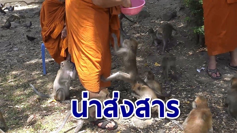 พิษโควิด-19 ลิง "เขาน้อย-เขาตังกวน" อดอยาก พระต้องนำอาหารไปให้