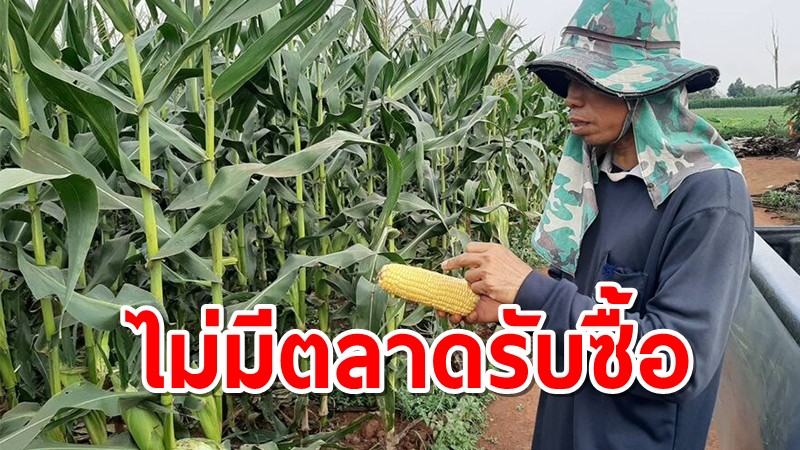 ชาวไร่สุดช้ำ ปลูกข้าวโพด 15 ไร่ เจอราคาต่ำสุดรอบ 10 ปี