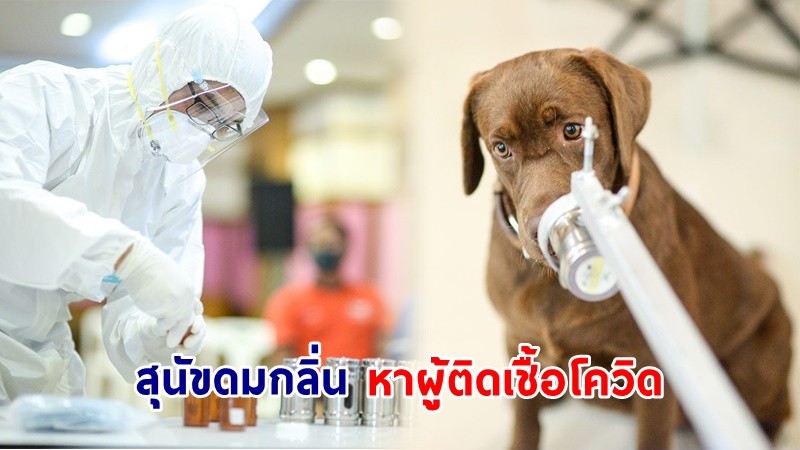 ครั้งแรกในประเทศไทย ! จุฬาฯ วิจัยสำเร็จ “สุนัขดมกลิ่นหาผู้ติดเชื้อโควิด” เผย ! ผลถูกต้องแม่นยำ