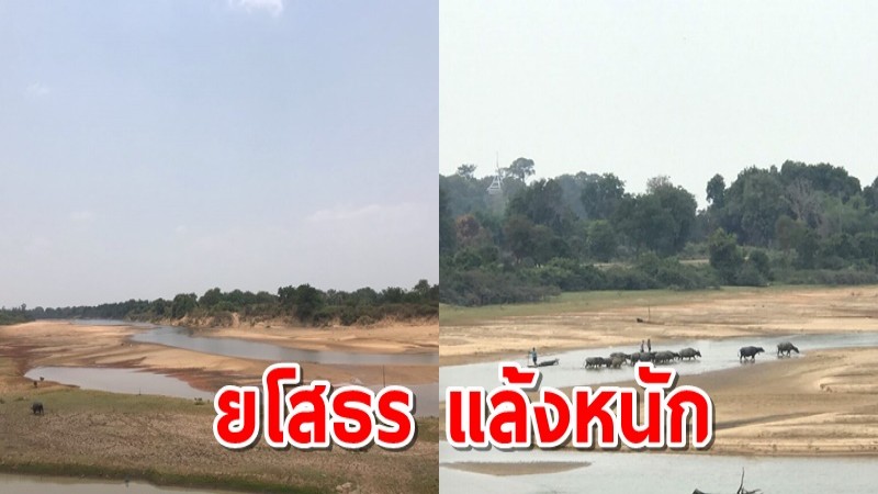 ยโสธร แล้งหนัก แม่น้ำชีเริ่มแห้งขอด ควายข้ามได้