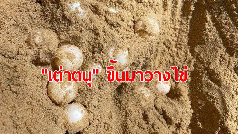 ชาวบ้านพบหลุมวางไข่ของ "เต่าตนุ" ริมชายหาดแหลมไผ่