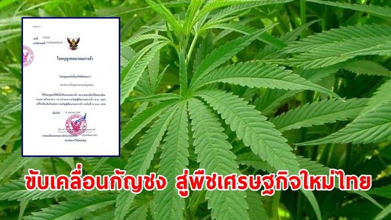 เปิดตัวแล้ว ! "สมาคมการค้าอุตสาหกรรมกัญชงไทย" ขับเคลื่อนกัญชง สู่พืชเศรษฐกิจใหม่ไทย