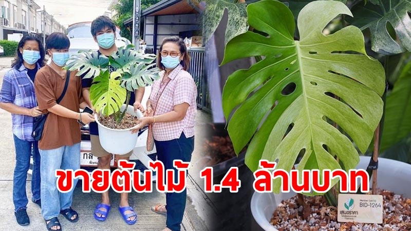 โซเชียลระอุ ! แม่ค้าสาวขายต้นไม้มอนสเตอร่า ราคา 1.4 ล้านบาท