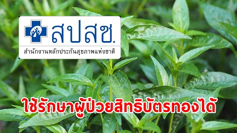 สปสช. ไฟเขียว! ให้เบิกจ่าย "ฟ้าทะลายโจร" รักษาโควิด-19 ในกลุ่มผู้ใช้สิทธิบัตรทองได้