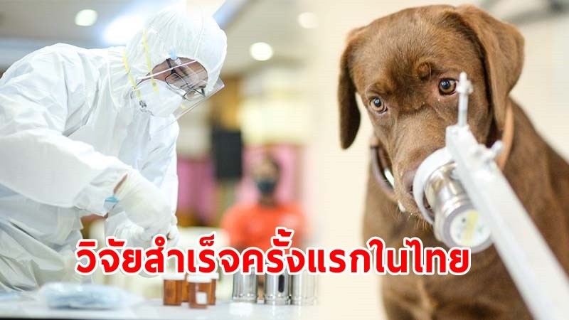จุฬาฯ วิจัย "สุนัขดมกลิ่นหาผู้ติดเชื้อโควิด-19" สำเร็จครั้งแรกในไทย