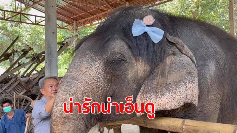 เผยภาพน่ารัก!! “ยายบุญมา” ช้างไทยวัย 71 ปี หวีผม-แต่งตัว รอต้อนรับ นทท.