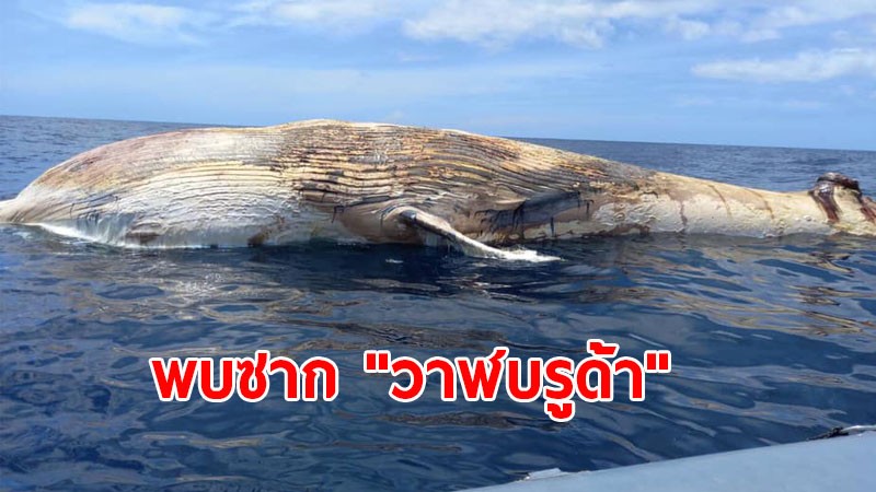 ชาวประมง พบซาก "วาฬบรูด้า" ลอยอยู่ด้านหลังของเกาะทะลุ