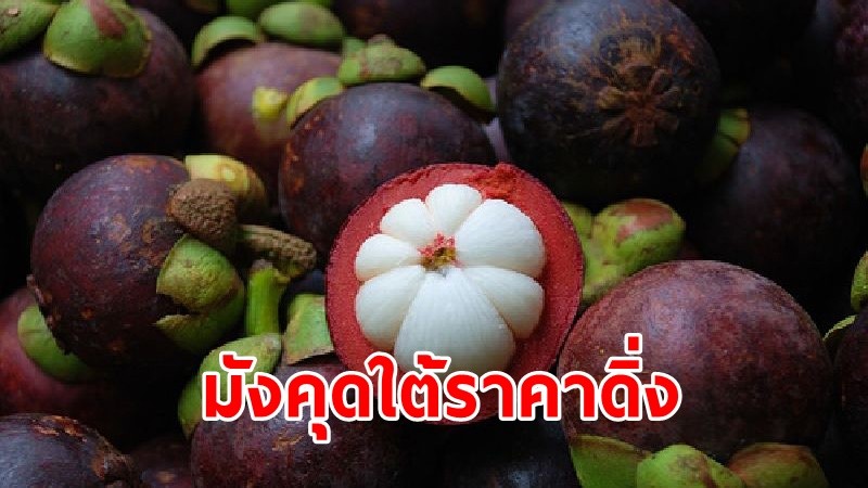 โควิดพ่นพิษ ! "มังคุดใต้" ราคาดิ่ง เหลือกิโลละไม่เกิน 50 บาท