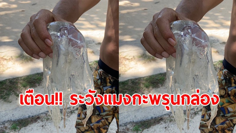 เตือน!! ปชช.- นทท. ลงเล่นน้ำทะเลหาดริ้น ระวังโดนแมงกะพรุนกล่อง