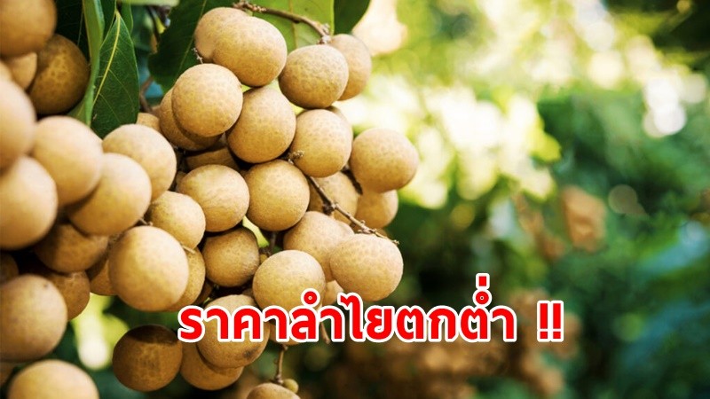 โควิดพ่นพิษ ! "ราคาลำไย" ภาคเหนือตกต่ำ กรมการค้าภายในเร่งแก้ปัญหา