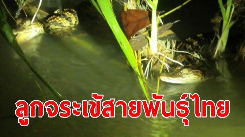 กัมพูชาพบ "ลูกจระเข้พันธุ์ไทย" ใกล้สูญพันธุ์ จำนวน 8 ตัว
