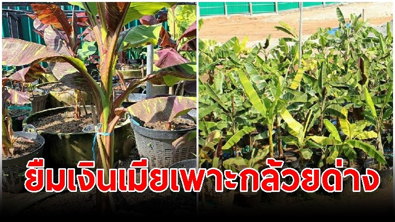 หนุ่มพลิกชีวิต นำทองเมียไปขาย 1.6 ล้าน สร้างดงกล้วยด่าง ปัจจุบันมูลค่า 100 ล้าน