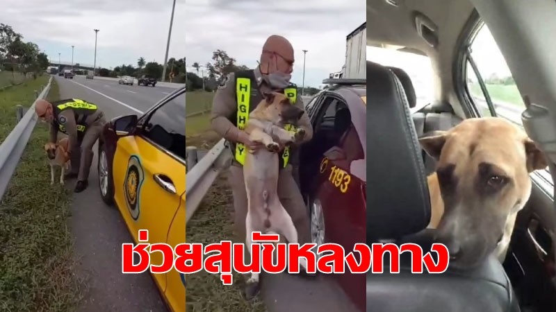 "ตำรวจทางหลวง" พบสุนัขเดินหลงทางบนมอเตอร์เวย์ ก่อนรีบอุ้มขึ้นรถ หวั่นอันตราย 