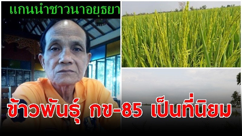 แกนนำชาวนาอยุธยา ฟันธง ข้าวพันธุ์ กข-85 เป็นที่นิยม คาดปลูกกันมาก หลังน้ำท่วมทุ่ง