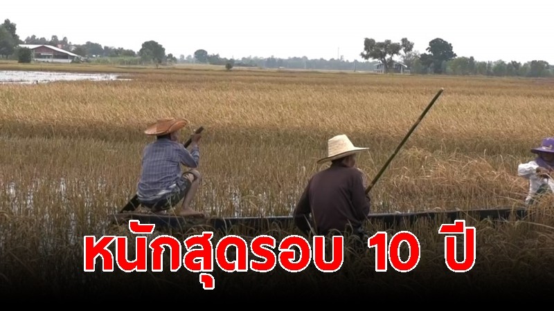 หนักสุดรอบ 10 ปี "ชาวนานั่งเรือพาย" เกี่ยวข้าวจมนานร่วมเดือน เริ่มส่งกลิ่นเหม็น เผยไม่อยากซื้อข้าวสารแพง