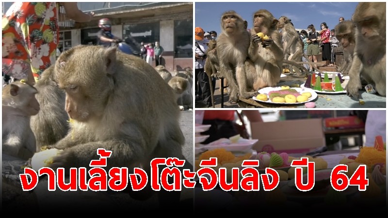 นักท่องเที่ยวร่วมงานเลี้ยงโต๊ะจีนลิง ครั้งที่ 33 ภายใต้ชื่อ "Wheelchair Monkeys Party 2021" ปี 64