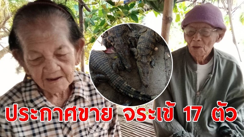 ตาวัย 90 ประกาศขาย จระเข้ 17 ตัว นำเงินต่อชีวิตคุณยาย