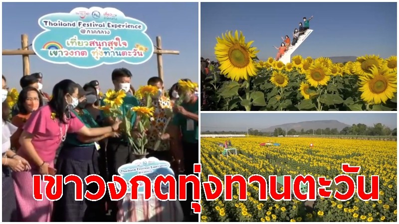 การท่องเที่ยวแห่งประเทศไทย ลพบุรี จัดกิจกรรม เขาวงกตทุ่งทานตะวัน (Sunflower Amaze)