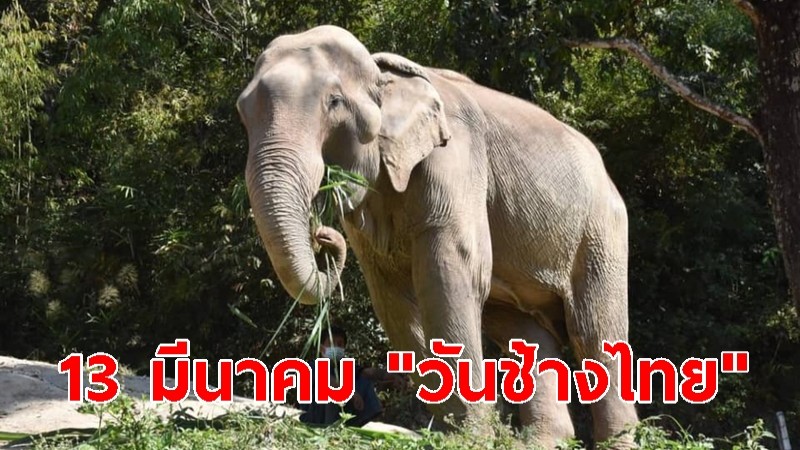 13 มีนาคม "วันช้างไทย" (ประวัติความสำคัญ)