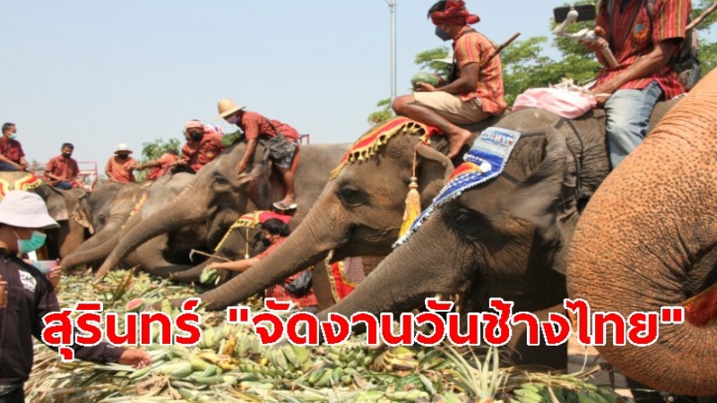 จ.สุรินทร์ "จัดงานวันช้างไทย" ทำบุญอุทิศส่วนกุศลให้ช้างควาญช้าง-กล่าวคำประกาศติคุณวันช้างไทย