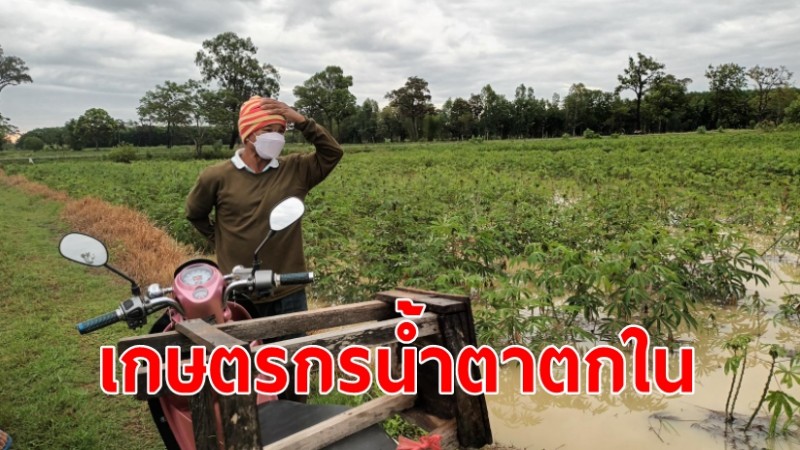 เกษตรกรน้ำตาตกใน หลังอากาศแปรปรวน น้ำท่วมขังไร่มันเน่าเสียหาย