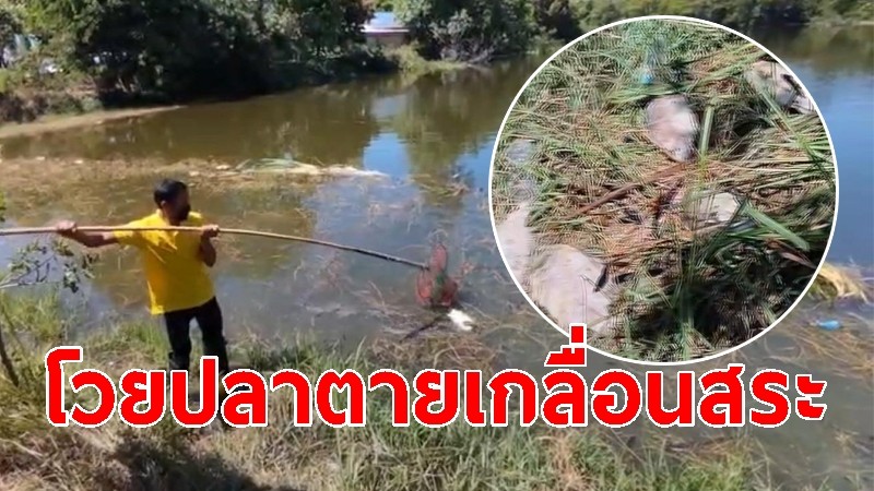 ชาวบ้านโวย ปลาตายเกลื่อนสระ เหตุจากฟาร์มวัว อบต.ล้างสิ่งปฏิกูลลงสระสาธารณะ วอนแก้ไข