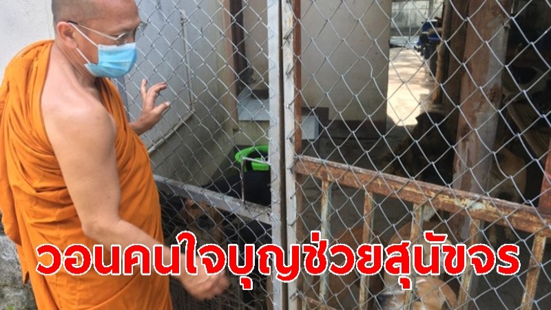 เจ้าอาวาสวัดดังเชียงใหม่ วอนคนใจบุญขอบิณฑบาตข้าวสาร-อาหารเม็ดช่วยสุนัขจร 200 ตัว 