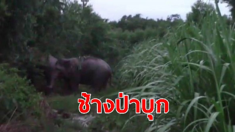 ช้างป่า 7 ตัว บุกหากินพืชไร่ ตามแนวชายแดนเสียหายอื้อ!