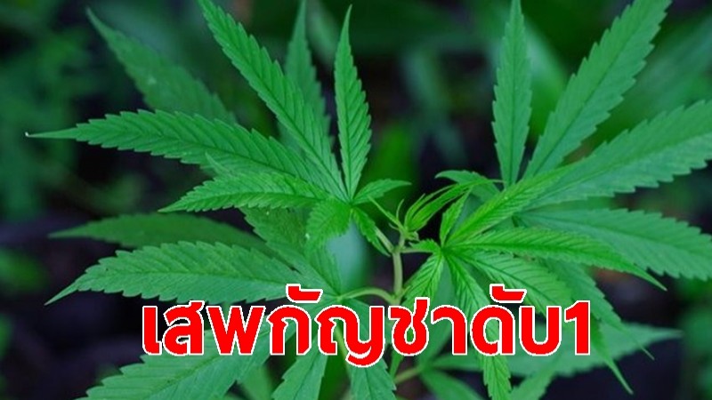 สิ้นใจ 1 รายแรก เสพกัญชาเกินขนาด โคม่า 3