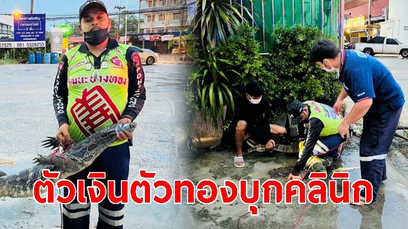 "ตัวเงินตัวทองยักษ์" บุกคลินิกทันตกรรม เจ้าหน้าต้องขอกำลังเสริม