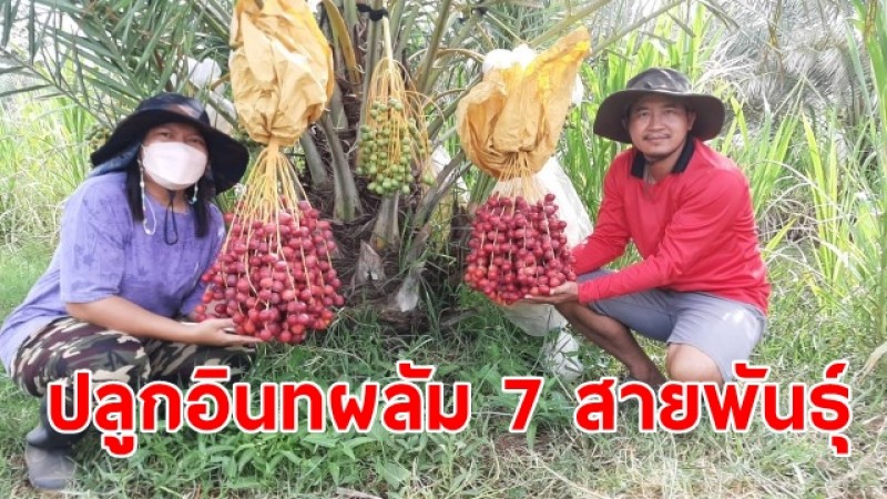 วิศวกรหนุ่ม ใจรักเกษตร เปลี่ยนที่นามาเป็นสวน ปลูกอินทผลัม 7 สายพันธุ์