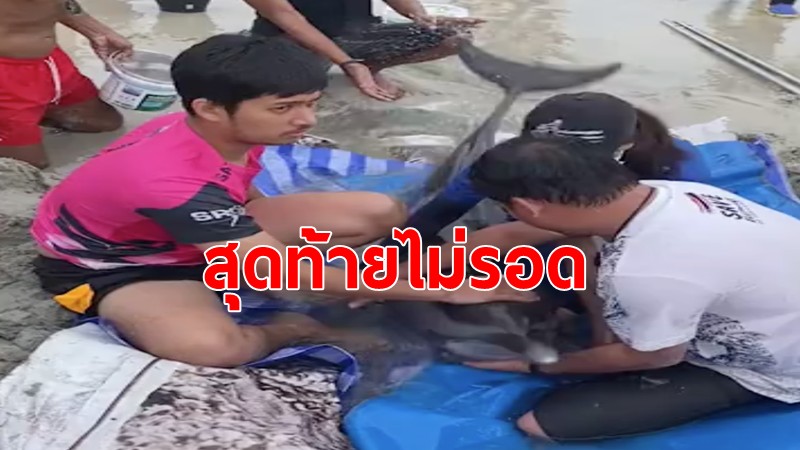 "โลมา"บาดเจ็บที่หาง เกยตื้นยังหาดป่าตอง จ.ภูเก็ต ทีมแพทย์พยายามช่วยชีวิตสุดท้ายไม่รอด