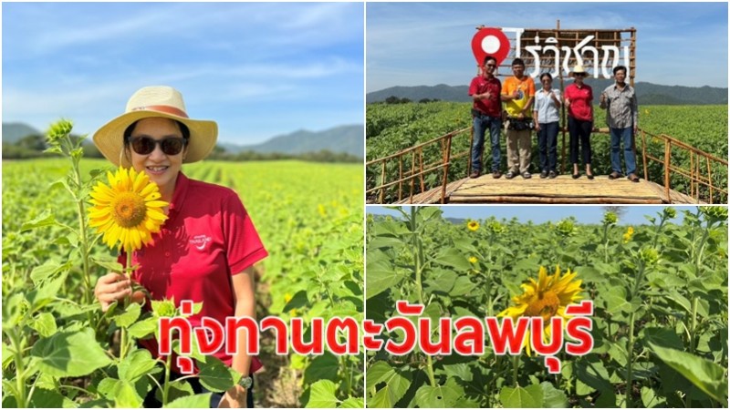 การท่องเที่ยวแห่งประเทศไทย ลพบุรี เชิญเที่ยวทุ่งทานตะวัน แปลงแรกของจังหวัด บนเนื้อที่ 35  ไร่ 