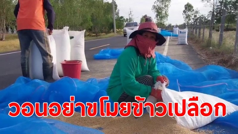  ชาวนา วอนโจรอย่าขโมยข้าวเปลือกริมถนน ทำนาด้วยความลำบาก ราคาข้าวยังต่ำ