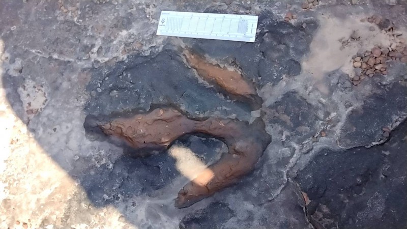 ฮือฮา!พบรอยเท้าไดโนเสาร์ อายุ 140 ล้านปี ในพื้นที่วนอุทยานภูแฝก อ.นาคู จ.กาฬสินธุ์