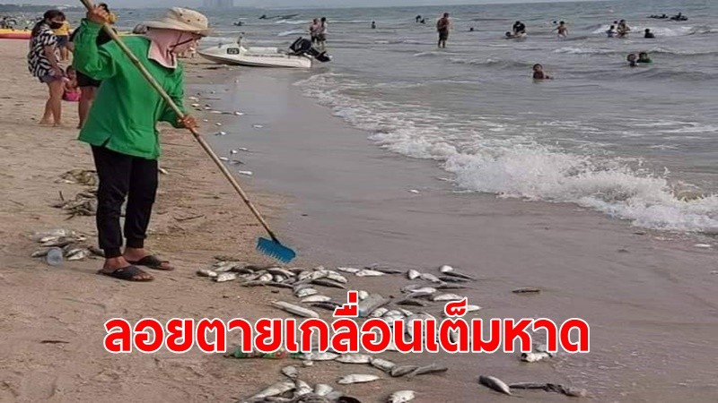 ปรากฏการประหลาด ปลาลอยตายส่งกลิ่นเหม็นทั่วหาดบางแสน นักท่องเที่ยวไม่กล้าลงเล่นน้ำ