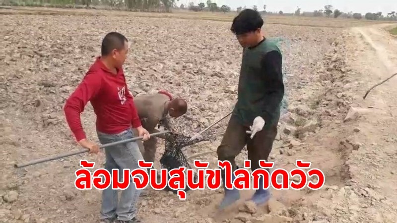 จนท.ปศุสัตว์-ตำรวจ นำล้อมจับ ลูกสุนัข-พ่อแม่อีก 4 ตัว หลังไล่กัดฝูงวัวชาวบ้าน