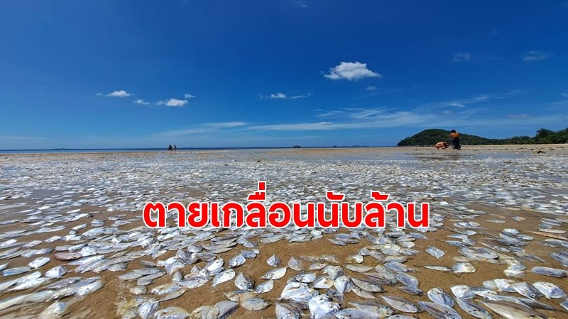 ปรากฏการณ์"แพลงก์ตอนบลูม"ปลานับล้านตายเกลื่อนหาดทราย ที่ทุ่งวัวแล่น อ.ปะทิว จ.ชุมพร