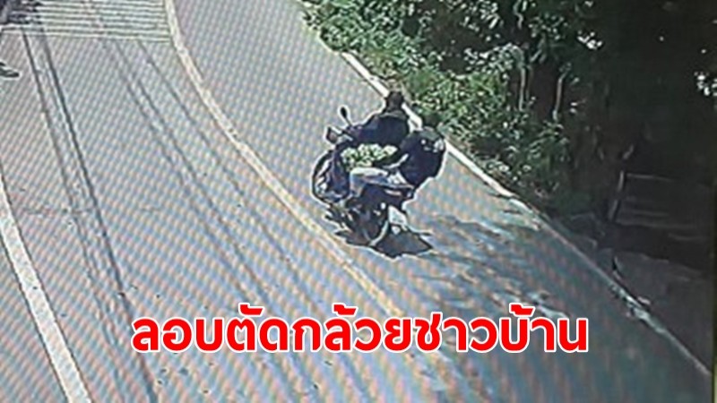 2 คนร้ายตระเวน  ตัดกล้วยชาวบ้าน เขต ต.บ้านม้า - ทับน้ำ วอนช่วยเหลือ