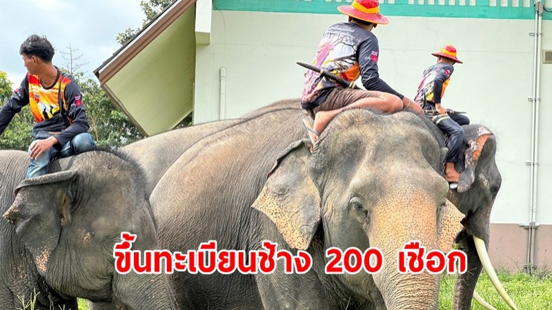 โครงการคชอาณาจักร องค์การสวนสัตว์ ขึ้นทะเบียนช้าง 200 เชือก เพื่อการจัดการเลี้ยงดูครบวงจร ไม่ให้ควาญช้างนำออกเร่ร่อน