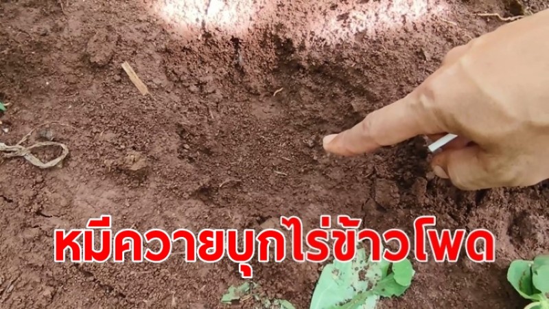 ชาวบ้านผวาหมีควายบุกไร่ข้าวโพดโร่แจ้งจนท.ตรวจสอบ