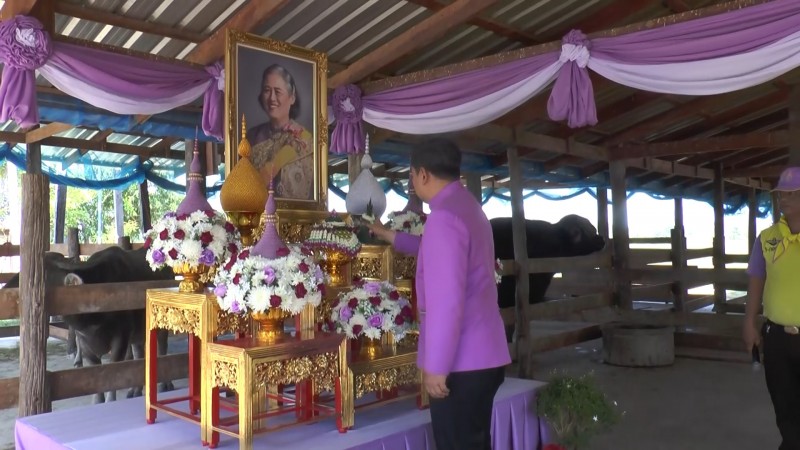 พระเทพฯพระราชทานชื่อลูกกระบือ ที่เกษตรกรถวายให้