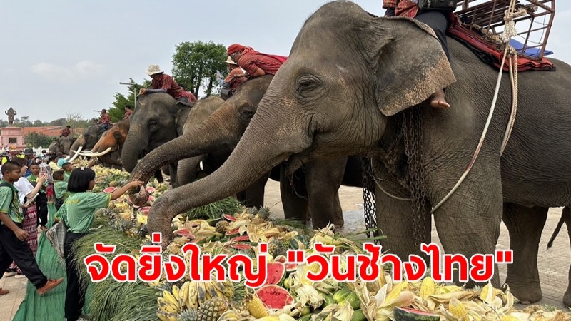 จัดยิ่งใหญ่ "วันช้างไทย" ศูนย์คชศึกษา-โครงการคชอาณาจักร จัดงานวันช้างไทย 13 มีนาคม ประจำปี 2567